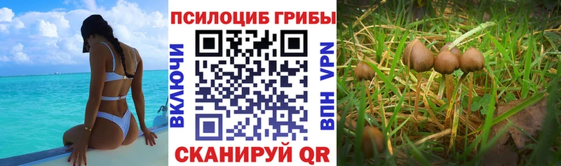 хочу Олёкминск Галлюциногенные грибы GOLDEN TEACHER
